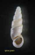 Iglica giustii